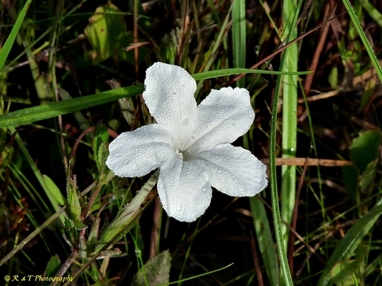 {Ruellia noctiflora}